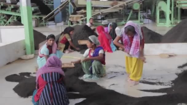 2013 06, Indien, Assam: yuong tjejer sortering te i te fabrik — Stockvideo