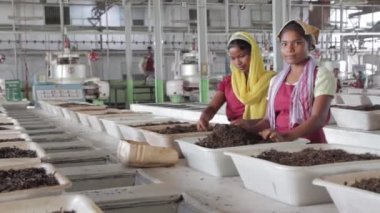 2013 06, Hindistan, Assam: çay çay fabrikası sıralama yuong kızlar