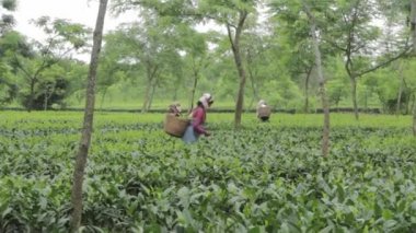 2013 06, Hindistan, Assam: Hintli kadın toplamak çay