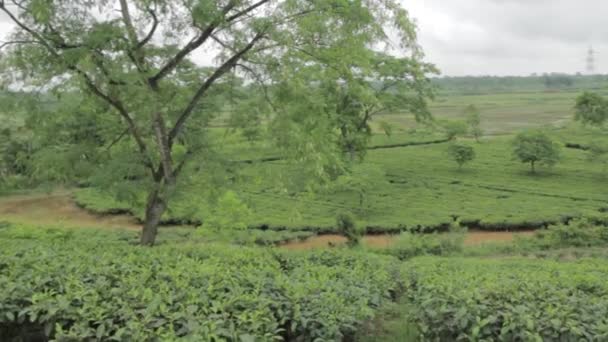 Indische Teeplantage im Darjeeling — Stockvideo