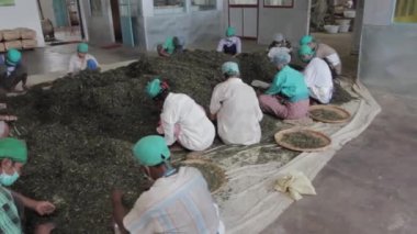 2013 06, Hindistan, Assam: insanlar çay çay fabrikası sıralama