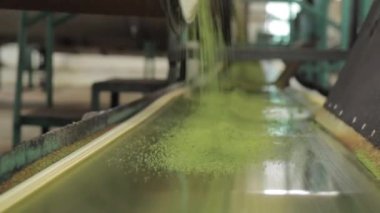 Assam çay fabrikası içinde. Hindistan