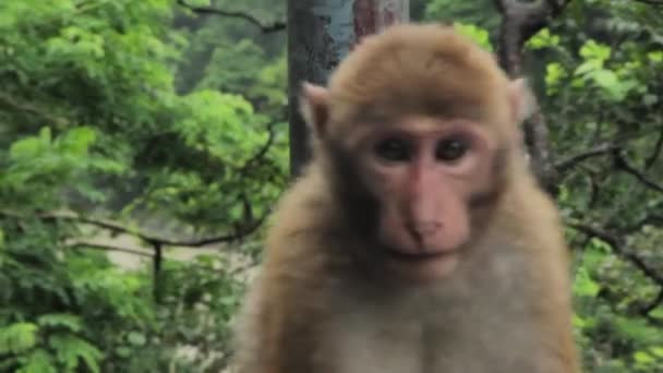 Один обезьяна сидит у дороги в пасмурную погоду — стоковое видео