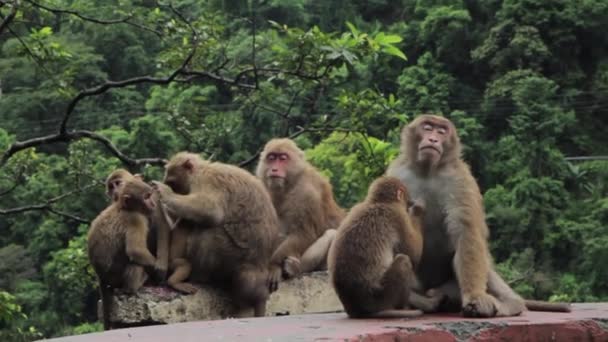 Famiglia di scimmie sono seduti vicino alla strada con tempo cupo — Video Stock