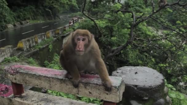 Ein Affe sitzt bei trübem Wetter am Straßenrand — Stockvideo