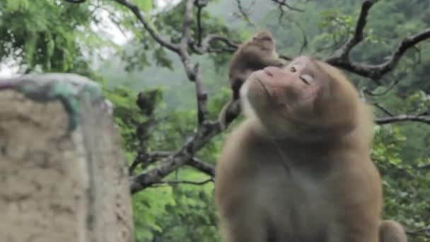 Monos Están Sentados Cerca Carretera Darjeeling — Vídeos de Stock