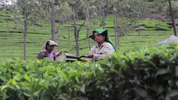 2013-06, India, Assam: Indiase vrouwen verzamelen thee — Stockvideo