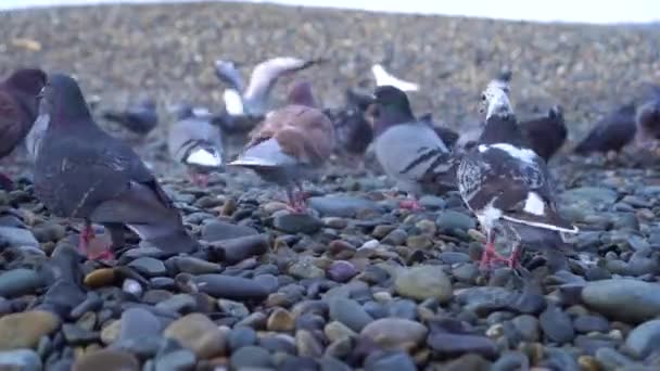 Pigeons et mouettes marchent le long du rivage — Video