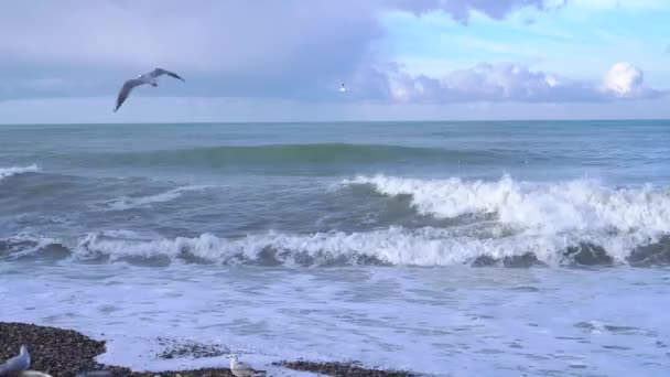 Seagulls in stormy weather — Stock Video