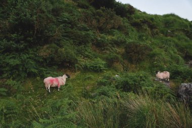 Mount Carrauntoohil yayla alanda koyun. Sabah saat