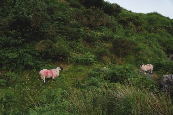 Ovejas en las tierras altas cerca del monte Carrauntoohil. Por la mañana — Foto de Stock