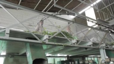 Assam çay fabrikası içinde. Hindistan