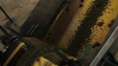 Assam çay fabrikası içinde. Hindistan