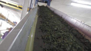 Assam çay fabrikası içinde. Hindistan