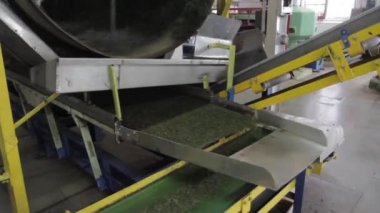 Assam çay fabrikası içinde. Hindistan