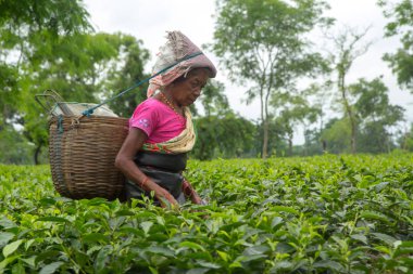 2013 06, Hindistan, Assam: Hintli kadın toplamak çay