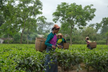 2013 06, Hindistan, Assam: Hintli kadın toplamak çay