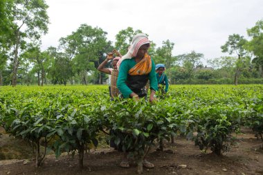 2013 06, Hindistan, Assam: Hintli kadın toplamak çay