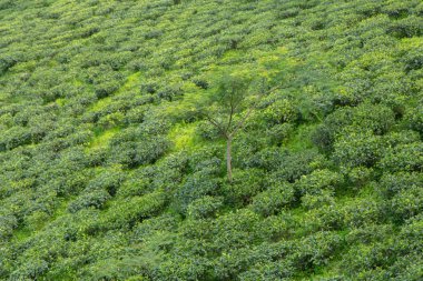 Hint çay plantasyon içinde Darjeeling