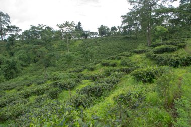 Hint çay plantasyon içinde Darjeeling