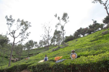 2013 06, Hindistan, Nilgiri: Hintli kadın toplamak çay