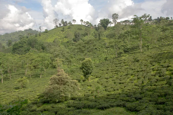 Hint çay plantasyon içinde Darjeeling
