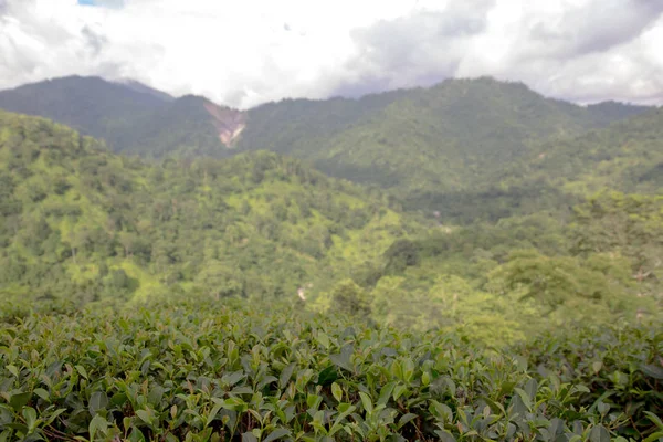 Indische Teeplantage im Darjeeling — Stockfoto