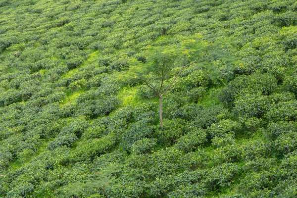 Indian tea plantation in the Darjeeling — Stock Photo, Image