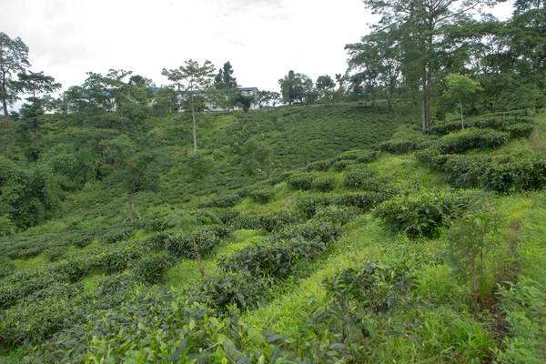 Plantacja herbaty indyjskie w Darjeeling — Zdjęcie stockowe