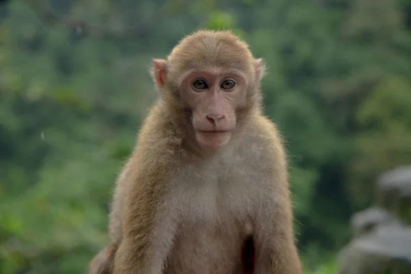 Un singe est assis près de la route par temps sombre — Photo