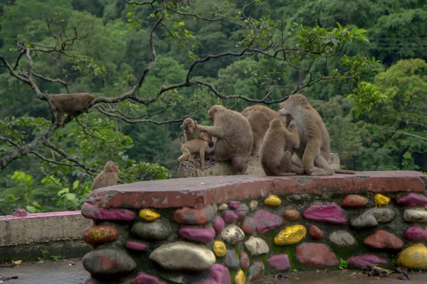 Famille de singes sont assis près de la route par temps sombre — Photo