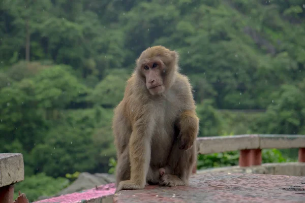 Un mono está sentado cerca de la carretera en un clima sombrío —  Fotos de Stock