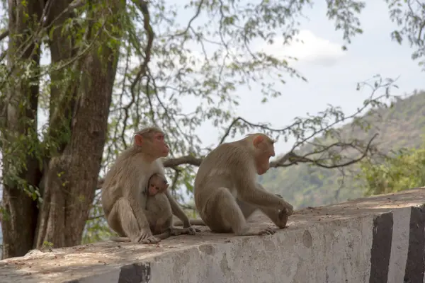 Famille de singes sont assis près de la route par temps sombre — Photo