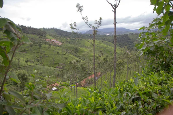 Индийская чайная плантация в Нилгири — стоковое фото
