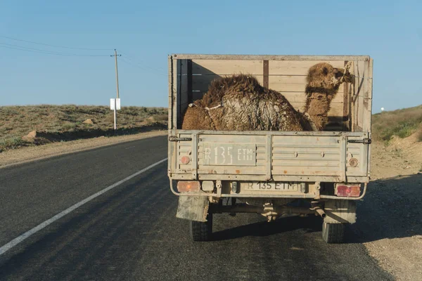 Transportation of camel by old car in Kazakhstan — Stock Photo, Image