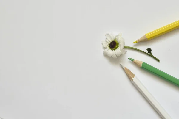 Colored pencils and white flower on light background.