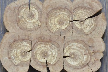 Bir elma ağacı doku yapısı.