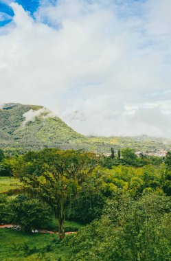 Sabahları sisli panoramik ve doğal manzara. Kolombiya. 