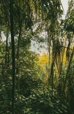 Sabahları sisli panoramik ve doğal manzara. Kolombiya. 