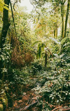 Ormandaki bir şelalenin portreleri. Kolombiya.