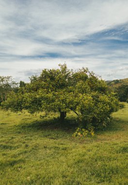 Landscape with trees and horses in the countryside. Tamesis, Antioquia, Colombia.