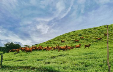 Portraits in the red Brahman field. Tamesis, Antioquia, Colombia.