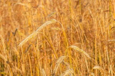 Olgun altın buğday saplarının yakın plan görüntüsü, dokulu görünüş, yumuşak gölgeler, berrak gökyüzünün altında gündüz kuşağı, canlı sarı tohum başları, hafif kıvrımlı uçlar