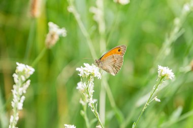 Kelebeğin bir çayırdaki yabani çiçeğe yakın plan. Turuncu ve kahverengi kelebeğin kanatlarında beyaz lekeler, yeşil saplı küçük beyaz taç yapraklı çiçeğe tünemiş yumuşak bulanık çimen arka plan sütü.