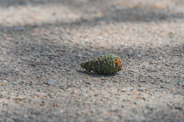 Islak asfalt bir yüzeye yakın çekim merkezi toprak renkli bir palamut kahverengi, eski bir Orta Avrupa köyünde, muhtemelen sabah erken saatlerde ya da öğleden sonra ışık altında