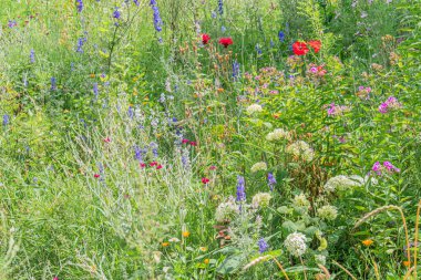 Orta Avrupa 'da çeşitli renk ve büyüklükteki çeşitli çiçek çeşitleriyle dolu canlı kır çiçekleri. Renkli çiçeklere karşı ön planda kontrastlı otlar.