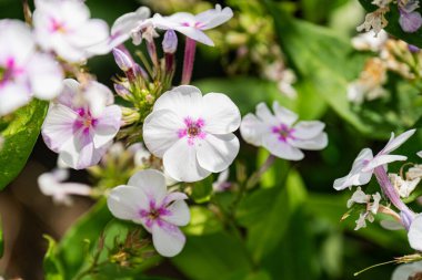 Orta Avrupa 'nın eski bir köyünde çiçek açan kır çiçeklerine yakın plan pembe, mor, beyaz, doğal tarzda yeşil, bulanık bir bahçeye karşı yemyeşil bir bitki örtüsü yakalıyor.