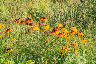 Orta Avrupa 'da eski bir köyde portakal kadife çiçeklerinin yakın plan görüntüsü, doğal gün ışığı altında çekilen hiçbir insan müdahalesi ya da yapay elementler görünür değildir.