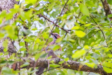 Antik Orta Avrupa köyünde yapraklı ağaca tünemiş kuş, gündüz aydınlığı