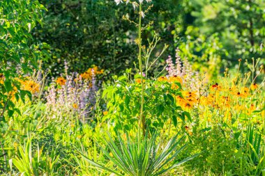 Orta Avrupa 'da bir köyde el değmemiş, canlı bir kır çiçeğinin yakın plan görüntüsü çerçevede sarı, turuncu, pembe ve beyaz gibi çeşitli renklerde çiçekler var.